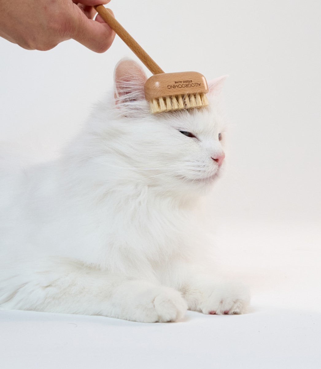 Meow Corner