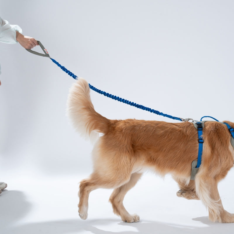 GO Mentum Bungee Lead