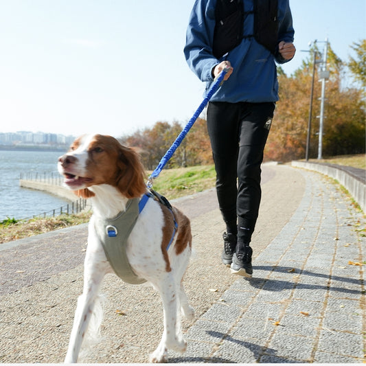 GO Mentum Bungee Lead