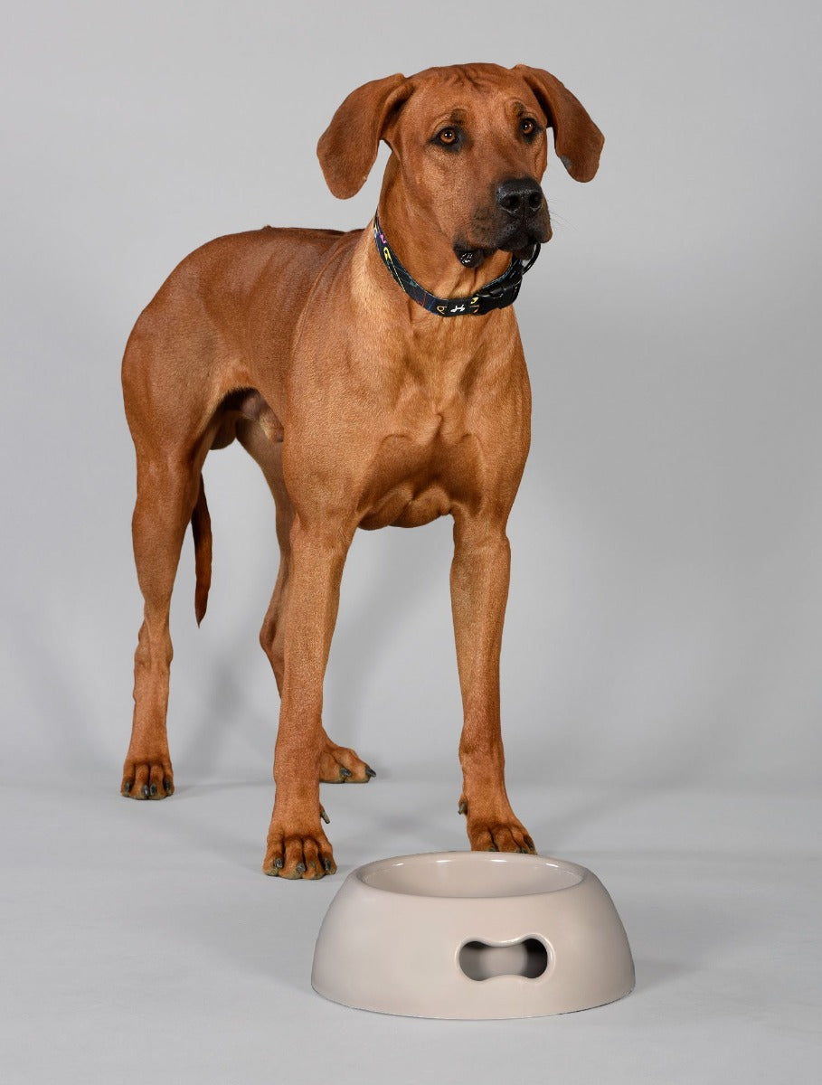 PAPPY - Gamelle pour chien/chat