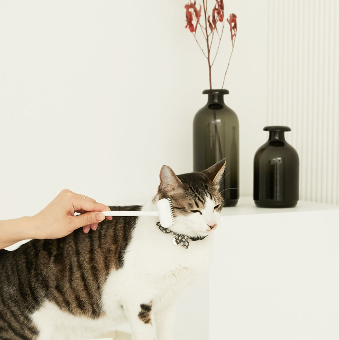 Brosse de toilettage Katin