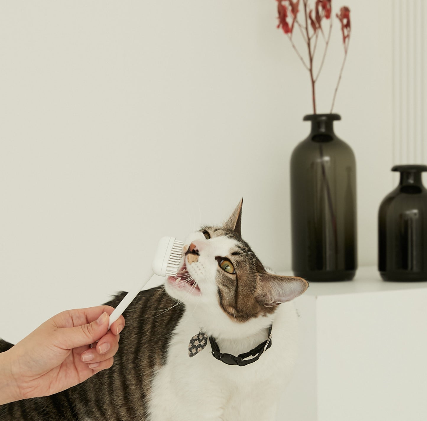 Brosse de toilettage Katin
