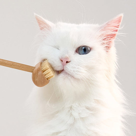 Brosse en bois de toilettage Allo