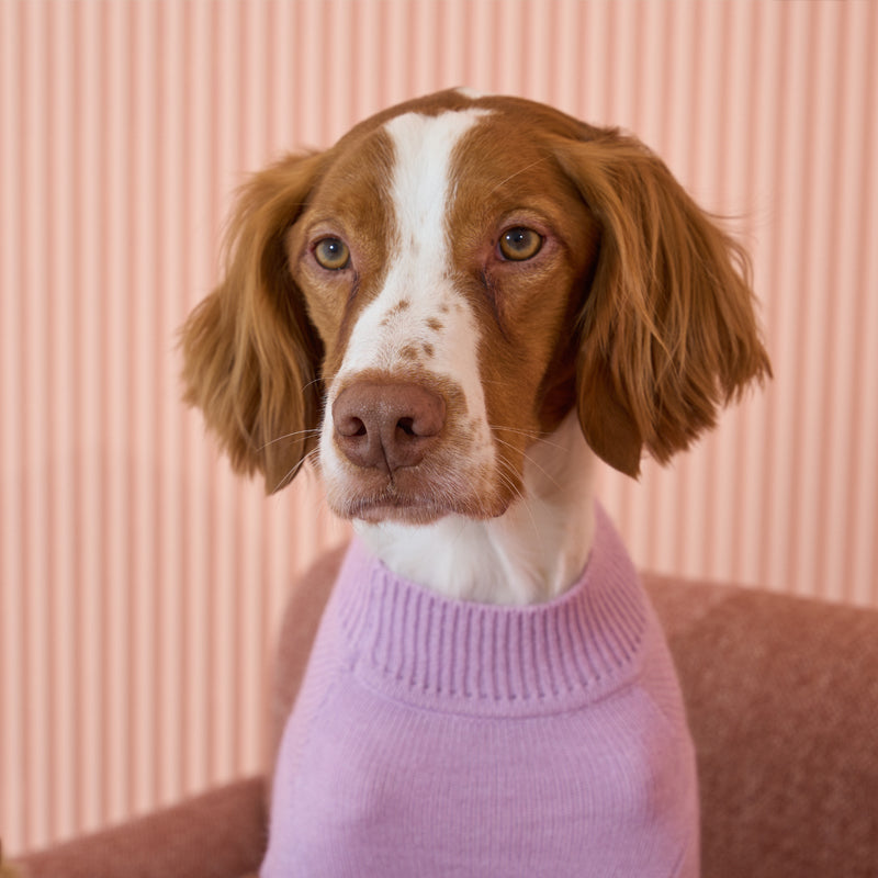 Brittany spaniel wearing Banana mania knit sweater in purple color