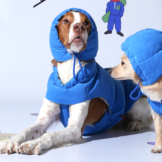 Brittany spaniel and mix wearing Daisy vintage padding and bonnet in blue