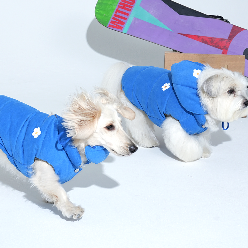 dachshund and mxi wearing Daisy vintage padding and bonnet in blue