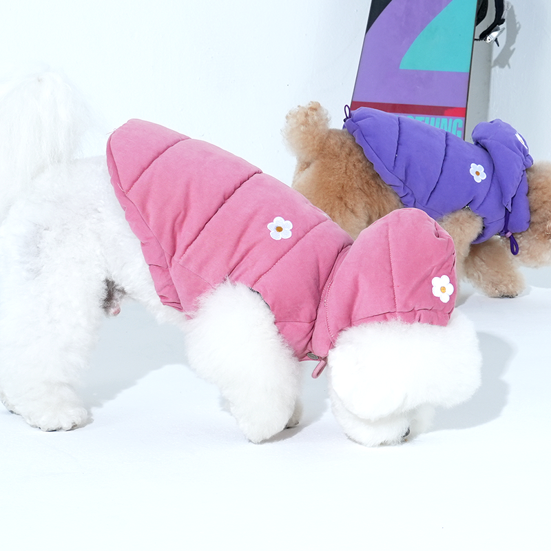 Bichon and poodle wearing Daisy vintage padding and bonnet