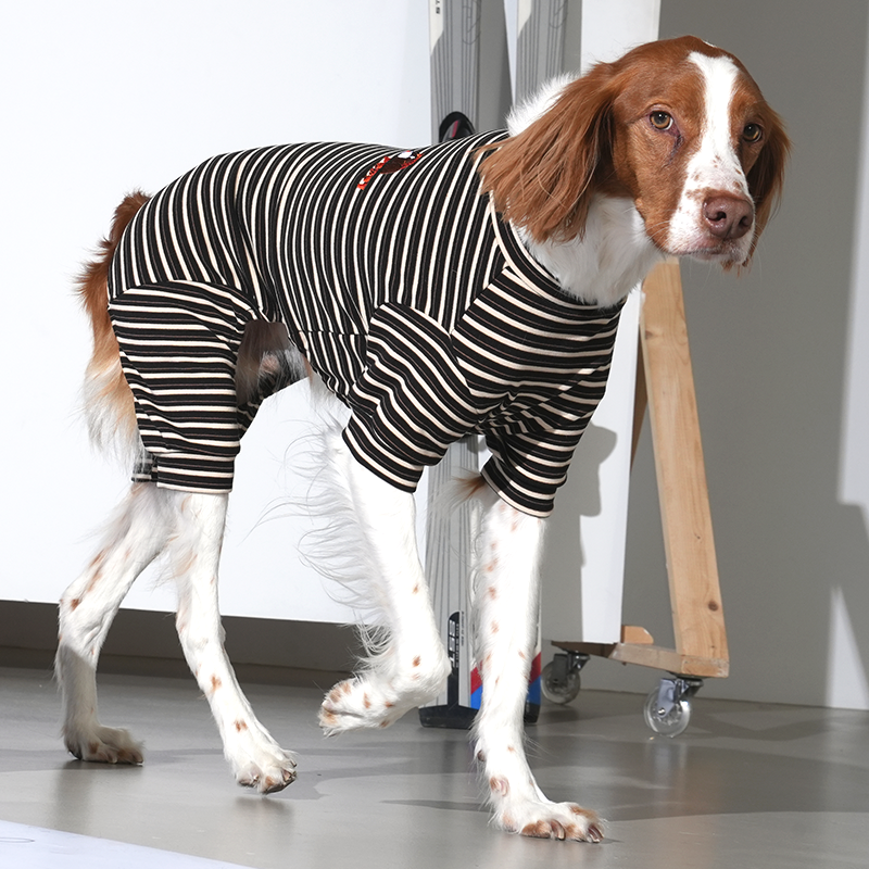 Brittany spaniel wearing Jamjam stripe all in one in black color