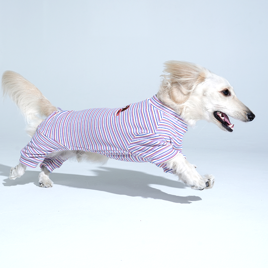 dachshund wearing Jamjam stripe all in one in purple color and running