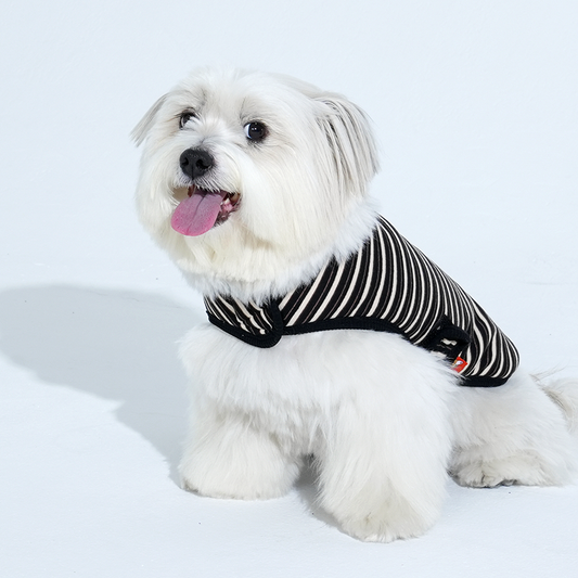 mix dog wearing Jamjam stripe wrap vest in black color