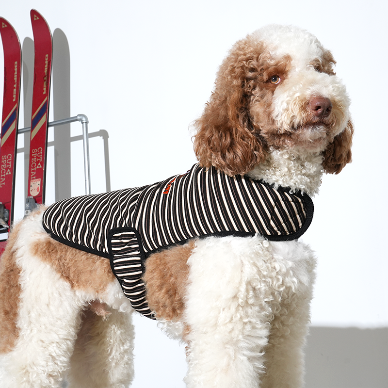 standard poodle wearing Jamjam stripe wrap vest in black color