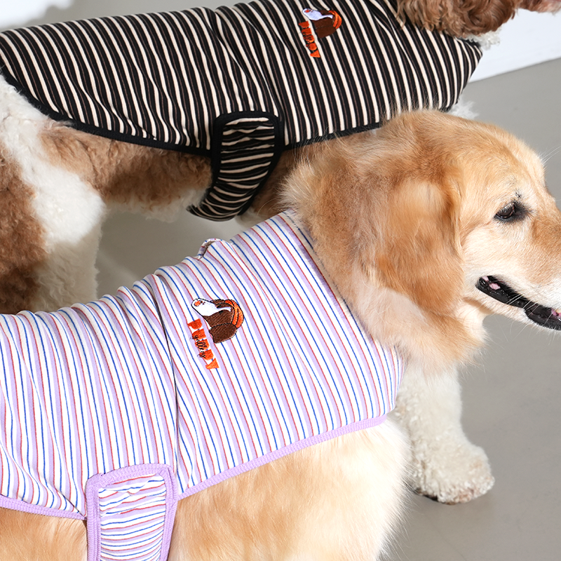 golden retriever wearing Jamjam stripe wrap vest in purple color