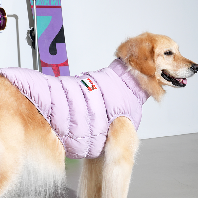 Golden Retriever wearing Kiroro cloud padding vest in purple color