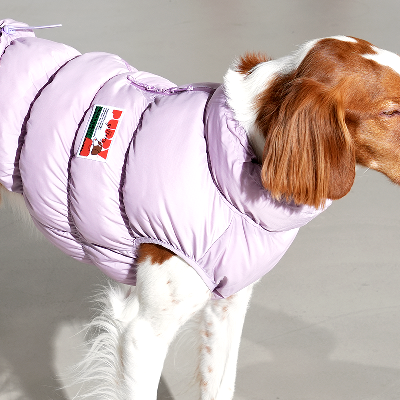 Brittany spaniel wearing Kiroro cloud padding vest in purple color