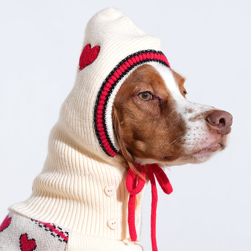 Brittany Spaniel wearing Love Edition Knit Vest & Bonnet set in ivory color