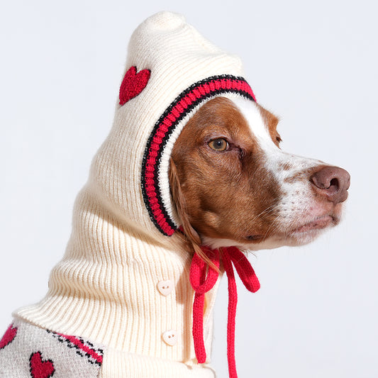 Brittany Spaniel wearing Love Edition Knit Vest & Bonnet set in ivory color