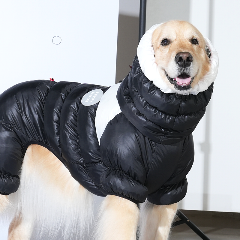 Golden retriever wearing Whitsler cloud padding snood in black color