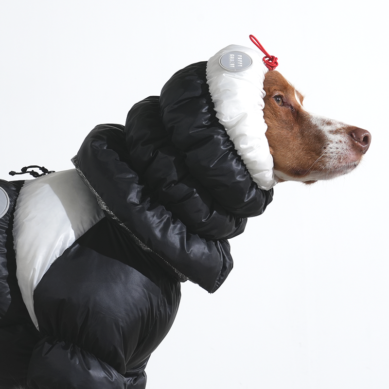 Brittany spaniel wearing Whitsler cloud padding snood in black color