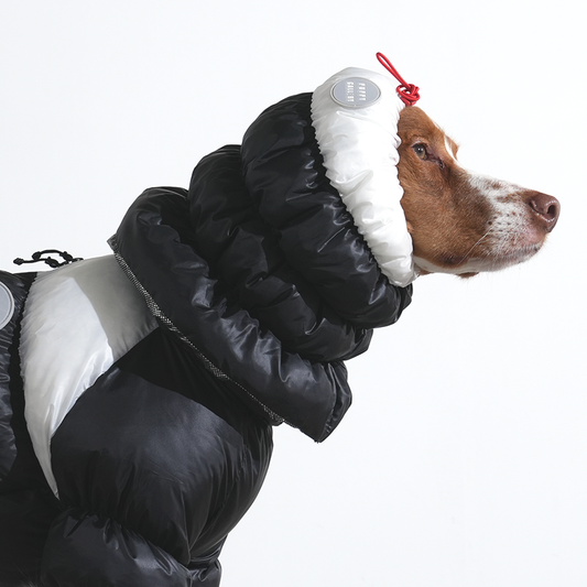 Brittany spaniel wearing Whitsler cloud padding snood in black color