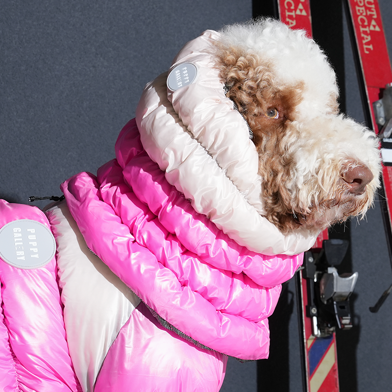 standard poodle wearing Whitsler cloud padding snood in pink color