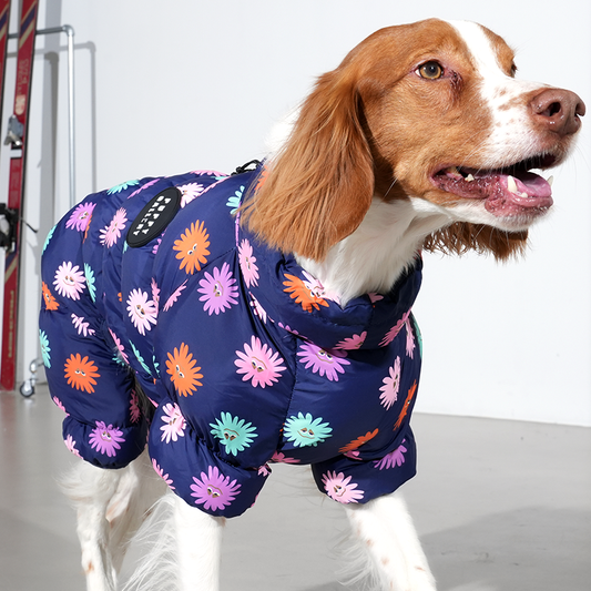 Brittany spaniel wearing anemone cloud all in one in navy color