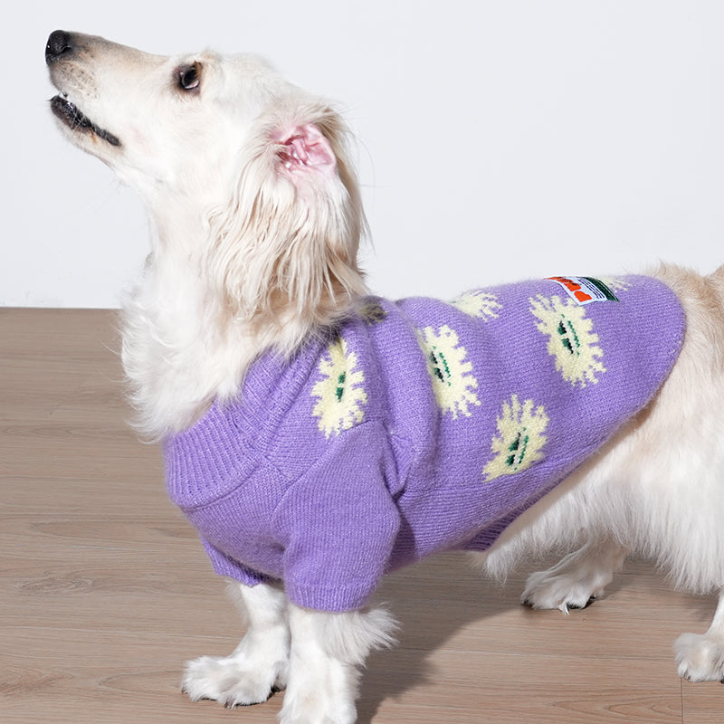 dachshund is wearing anemone knit in purple color