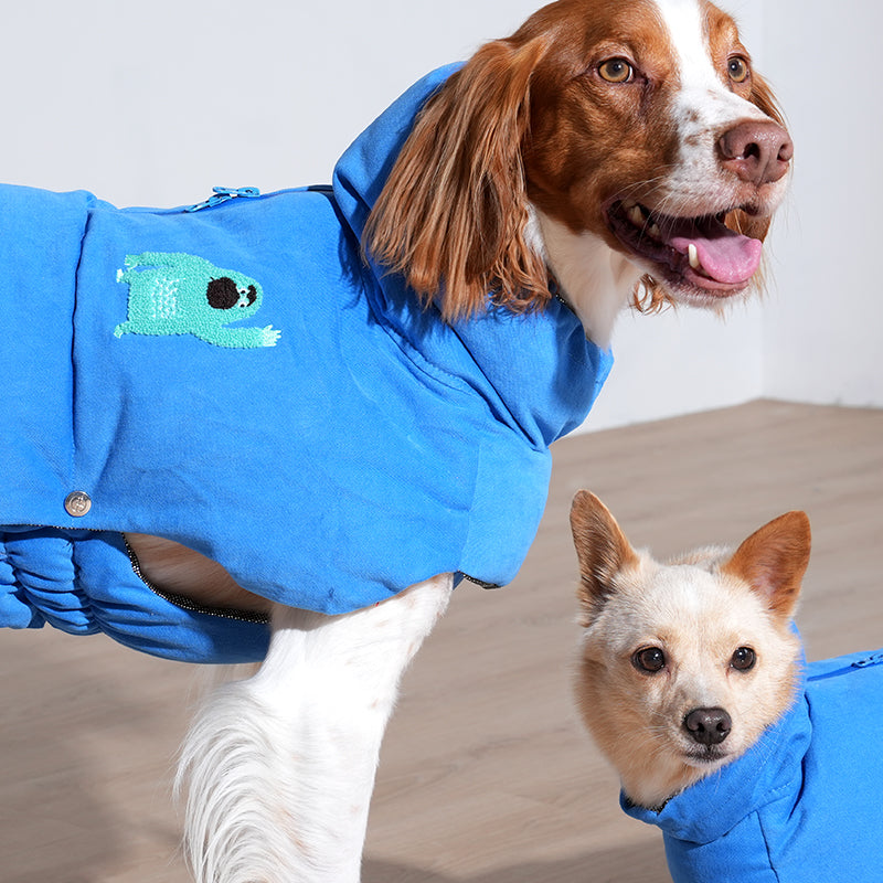 Brittany spaniel and mix dog wearing banana padded coat in blue color