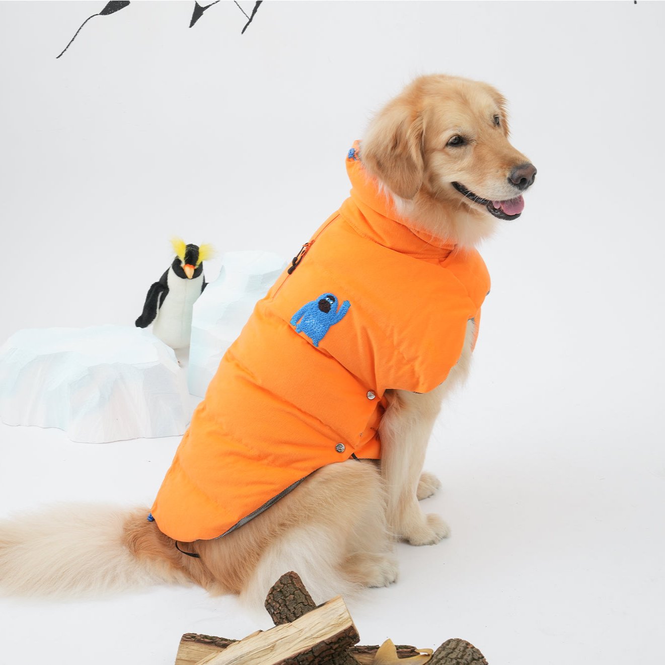 Golden Retriever wearing Golden Retriever in orange color