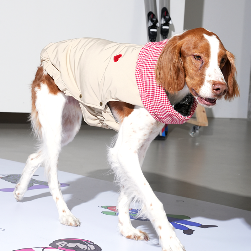 Brittany spaniel wearing check my heart padding in beige and red checker