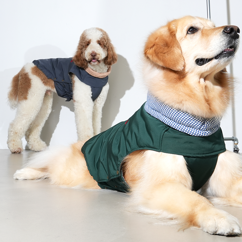 standard poodle and golden retriever wearing check my heart padding in pattern