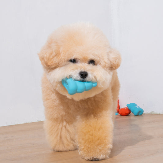 Poodle is playing latex toy bear in blue color