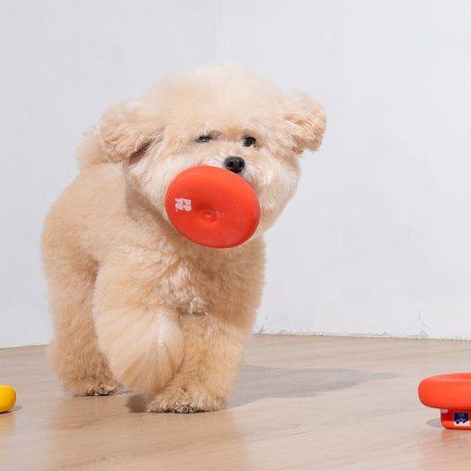 poodle is playing latex toy bucket hat in red color