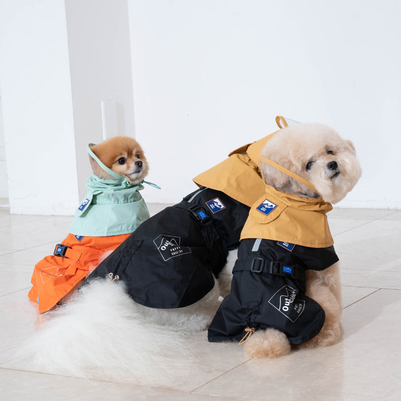poodle and pomeranian are wearing rain suit