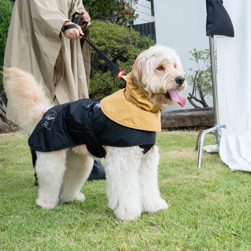 goldendoodle wearing rain suit in black color