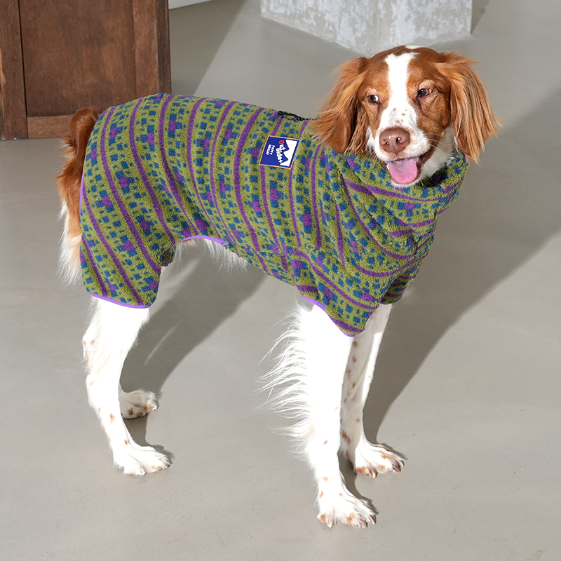 Brittany Spaniel in fleece clothes in green