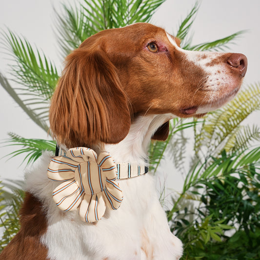 Brittany spaniel wearing stripe daisy toy in beige color