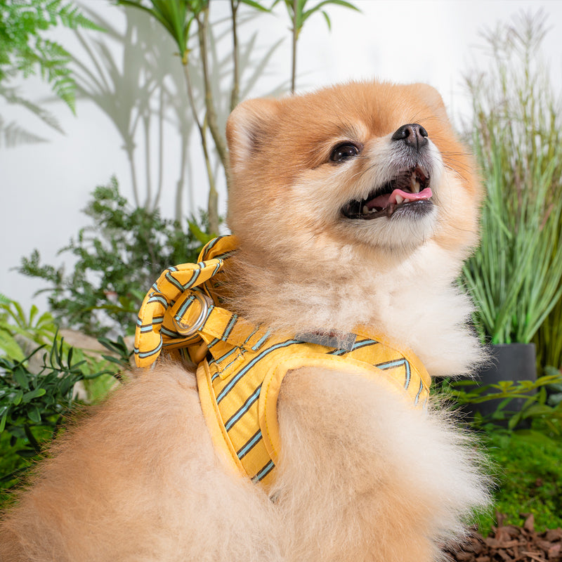 pomeranian wearing stripe daisy toy in yellow color