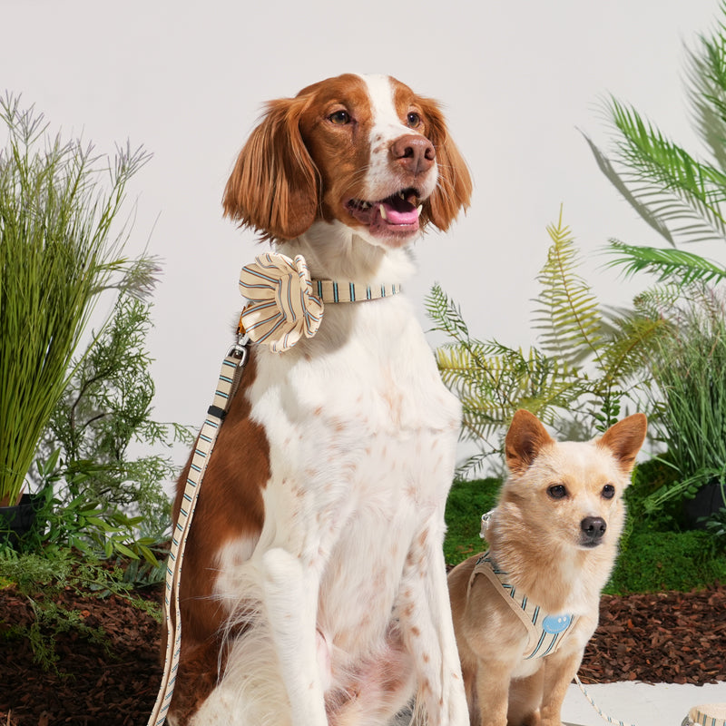 Brittany spaniel and mix dog wearing striped daisy lead in beige color