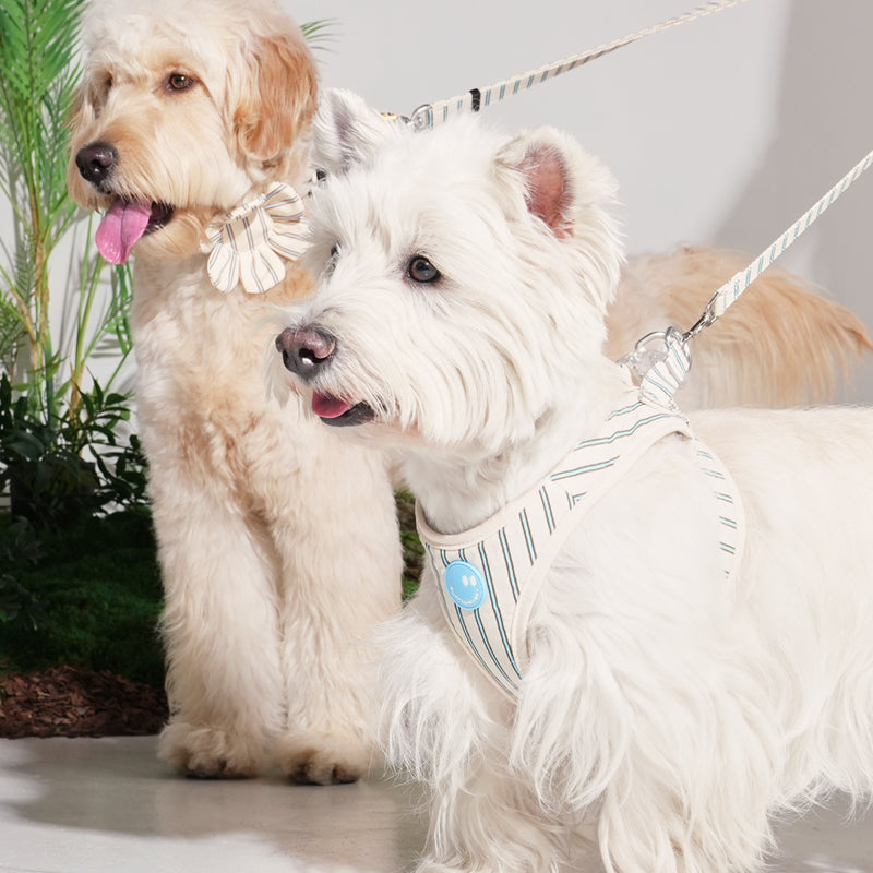 Scottie and poodle wearing striped daisy lead in beige color