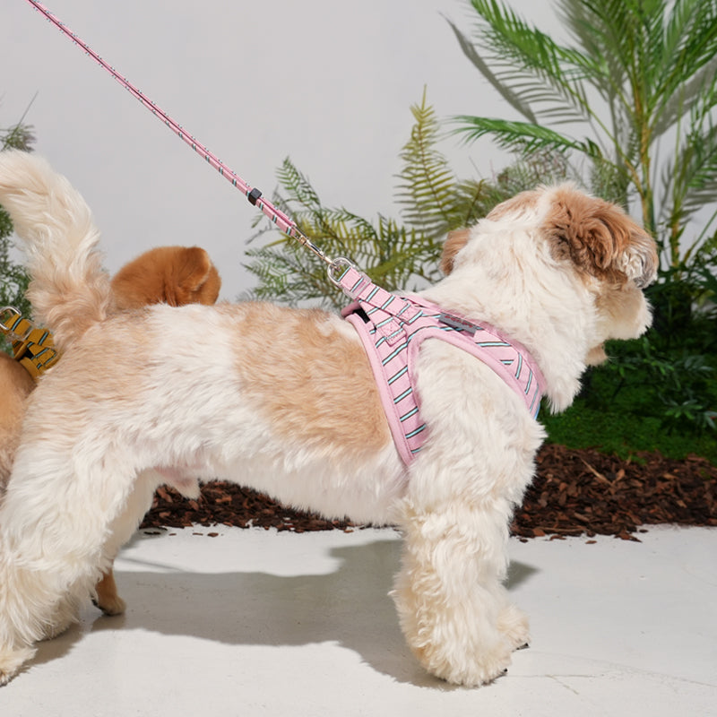 mix dog wearing striped daisy lead in pink color