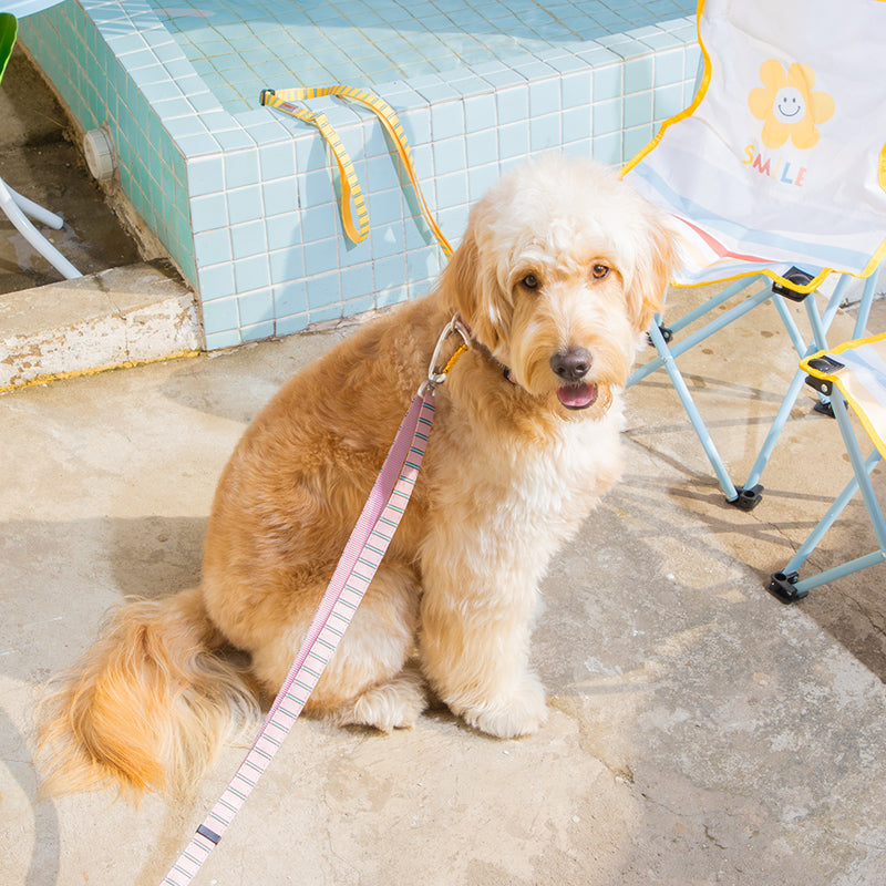 poodle wearing striped daisy lead in pink color