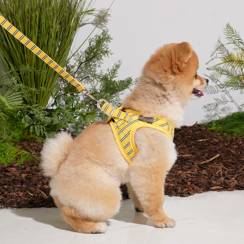 Pomeranian wearing striped daisy lead in yellow color