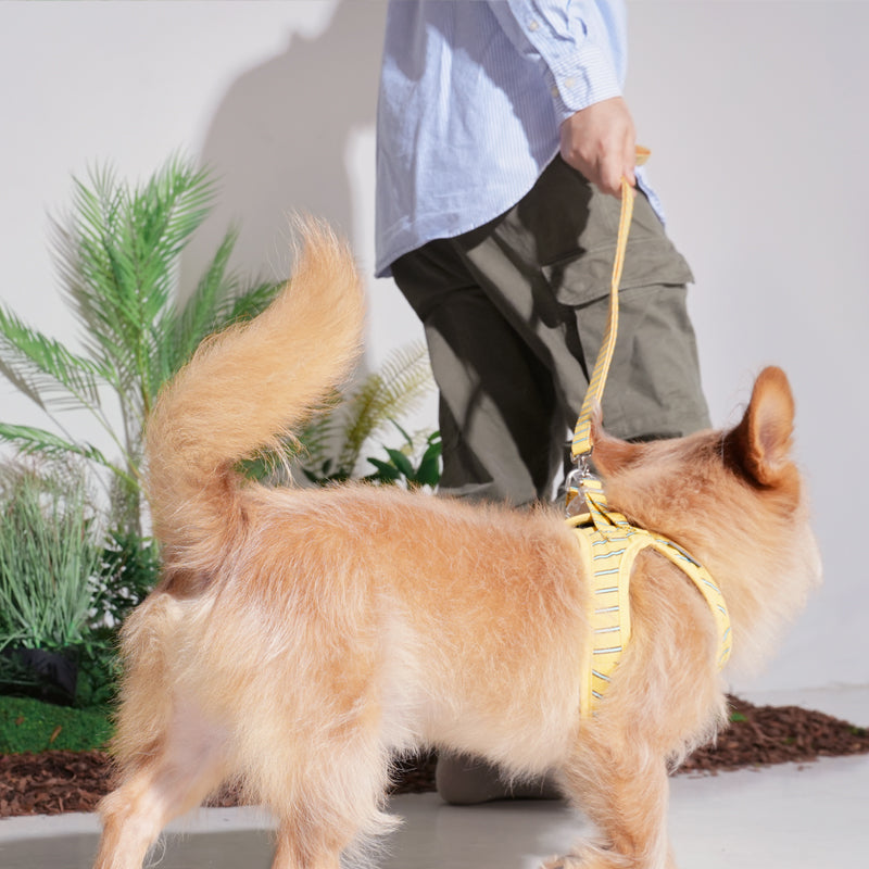 mix dog wearing striped daisy lead in yellow color