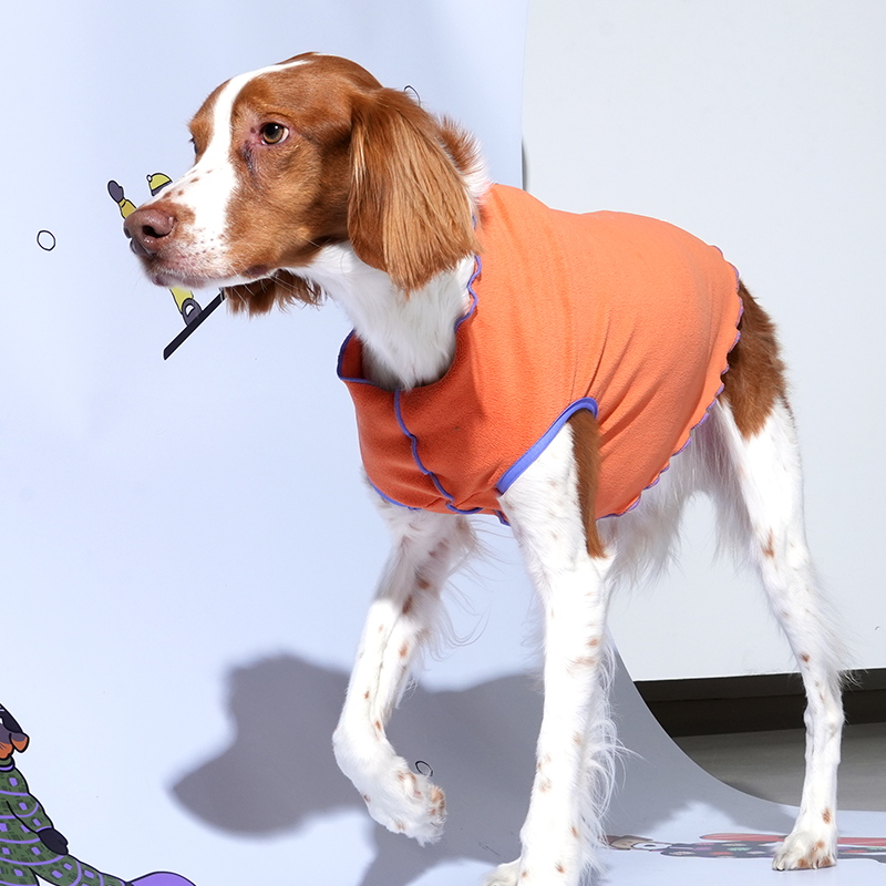 Brittany spaniel wearing tracking fleece top in orange color