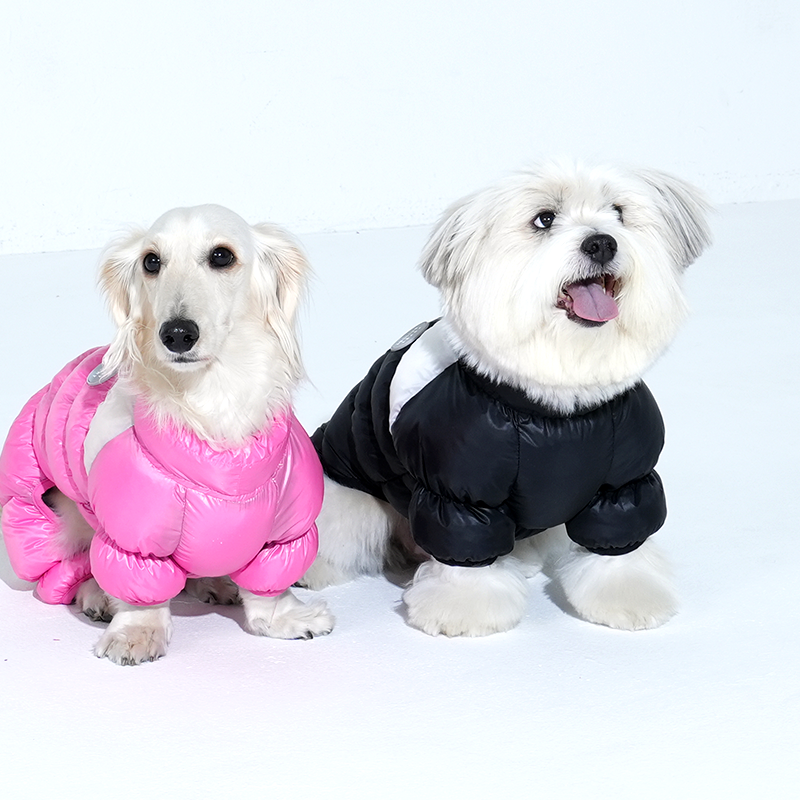 dachshund and mix dog are wearing whistler cloud all in one in black and pink color