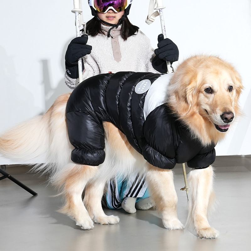 golden retriever wearing whistler cloud all in one in black color