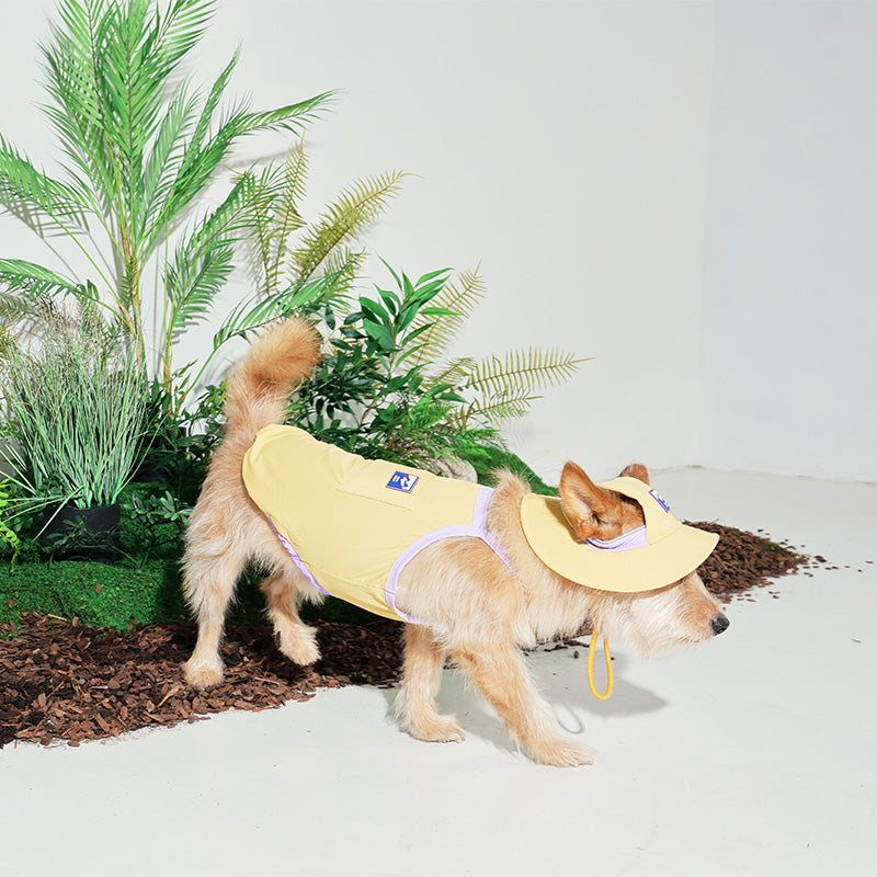 Accessories – Puppy Gallery CA & US