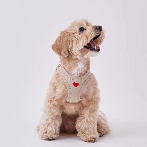 Weatherproof Step-in Harness