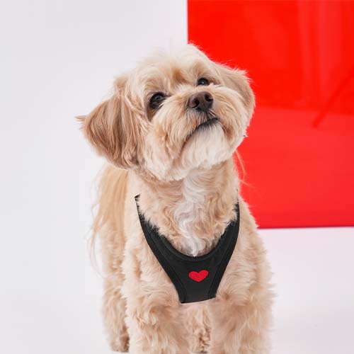 Weatherproof Step-in Harness