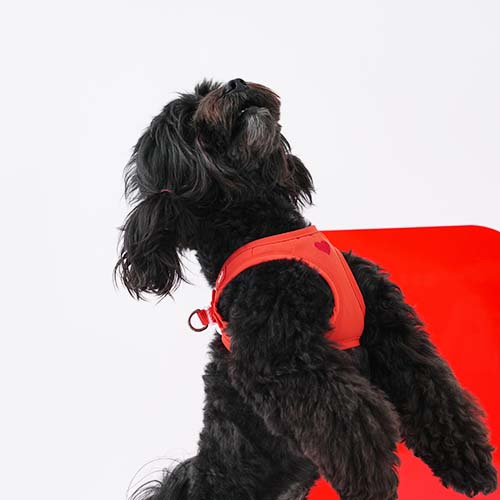 Weatherproof Step-in Harness